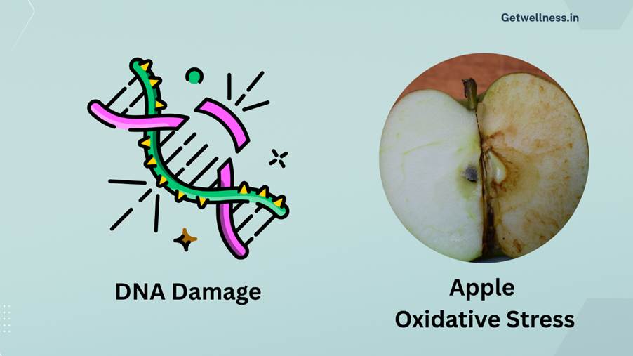 Illustration showing DNA strand breaking due to oxidative stress